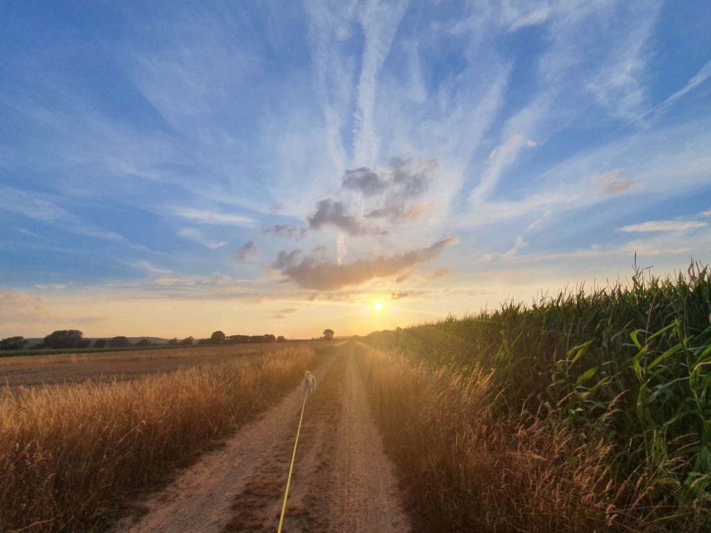 Sonnenuntergang Feldweg mit Hund